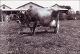 Dairy Cow c1948.JPG.jpg